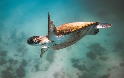 İhtiyaç Kredisi almak istiyorum