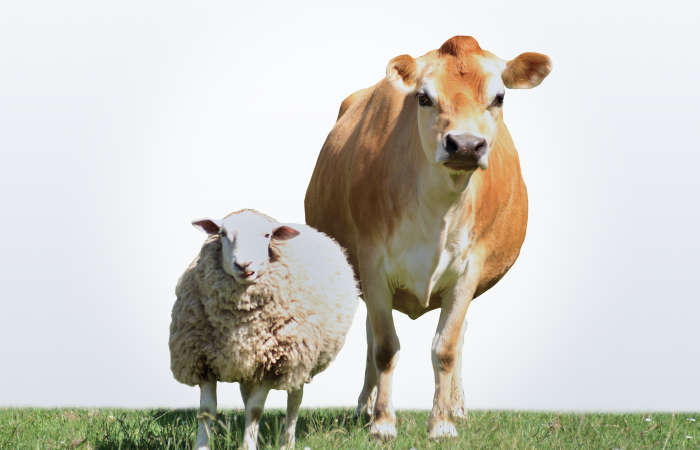  Hayvan Hayat Sigortası