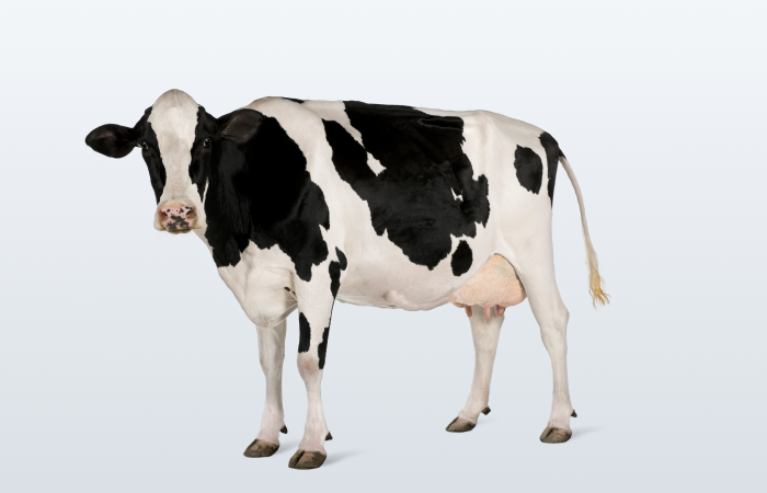  Büyükbaş Hayvan Hayat Sigortası