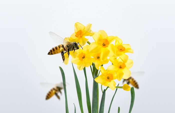  Arıcılık Sigortası