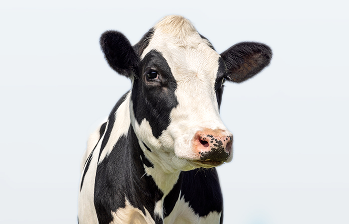  Süt Hayvancılığı Kredisi