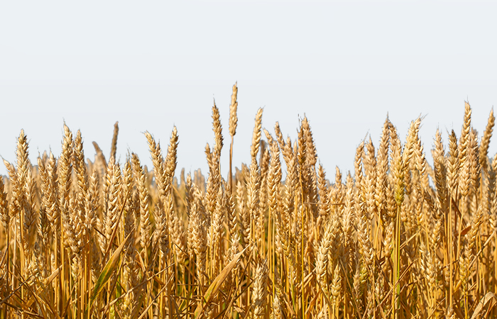  TMO(Toprak Mahsulleri Ofisi) Kredisi