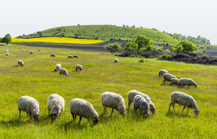  Besi Hayvancılığı Kredisi